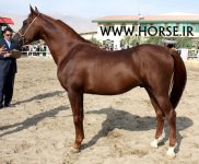 persian-horse-4.jpg