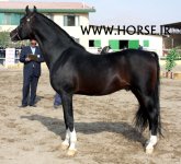 persian-horse-10.jpg