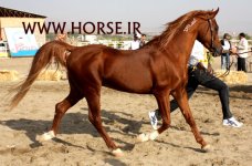 persian-horse-12.jpg