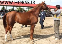 mixed-persian-horse.jpg