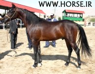 persian-horse22.jpg