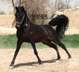 sardar-kurdish-horse.jpg