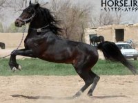 sardar-kurdish-horse1.jpg
