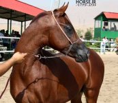 persian-horse-9.jpg