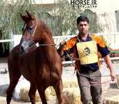 persian-horse-9-3.jpg