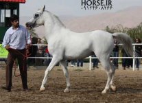 persian-horse-998.jpg