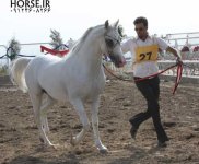 persian-horse-27.jpg