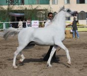 persian-horse-27-1.jpg