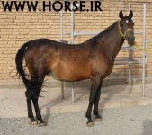 kurdish-horse.jpg