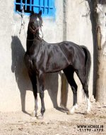 iraqi-arabian-horse.jpg