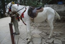 baluchi-horse-3.jpg