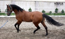 ilkhan-turkmen-horse1.jpg