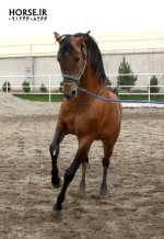 ilkhan-turkmen-horse3.jpg