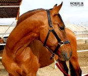 ilkhan-turkmen-horse4.jpg