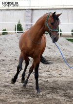 ilkhan-turkmen-horse.jpg