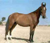 Marwari_horse.jpg