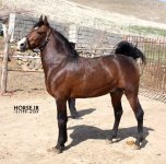 shamal-kurdish-horse.jpg