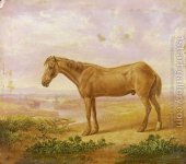 Old-Billy,-A-Draught-Horse,-Aged-62.jpg