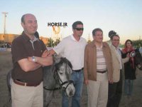 iran caspian horse show farmanara (3).jpg
