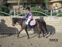 iran caspian horse show farmanara (9).jpg