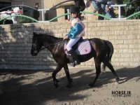 iran caspian horse show farmanara (10).jpg