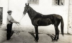 Iomud Stallion Bairam 1920,was born in Iran. Ashgabad Stud..jpg