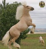 horse & hound.jpg