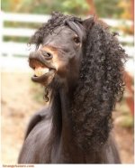 funny horse hair weave.jpg