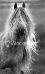 ist2_3995273-black-and-white-portrait-of-horse-with-long-mane.jpg