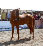 persian-pure-horse.jpg