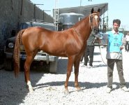 persian-asil-horse-6.jpg