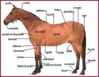horse_anatomy.jpg