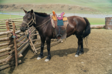 mongolian-horse_400px[1].png
