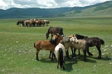 horse-mongolia[1].jpg