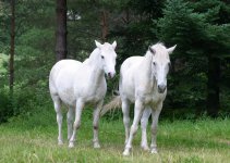 white-horses.jpg