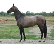 filly Dakia,07 (Karar-Djubga).jpg