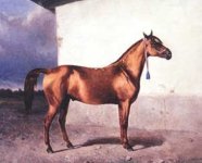 Qarabaq_ati-1865 nikolav sechov.jpg