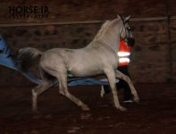 persian-asil-horse-doran1-1.jpg