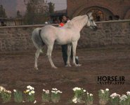 persian-asil-horse-doran1.jpg