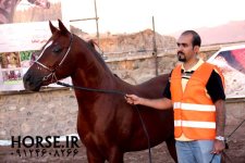 persian-asil-horse.jpg