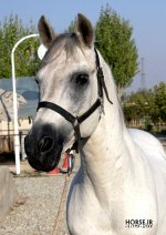 doran1-persian-horse.jpg