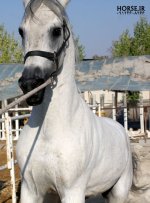 doran-1-persian-horse.jpg