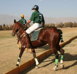 polo3.gif