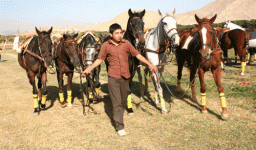 polo5.gif