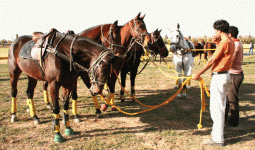 polo9.gif