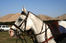 polo17.gif