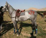 polo19.gif