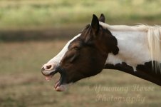 the_obligatory_yawning_horse_by_theyawninghorse.jpg