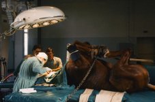 horse (operation) 2.jpg