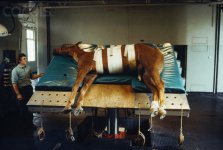 horse (operation) 3.jpg